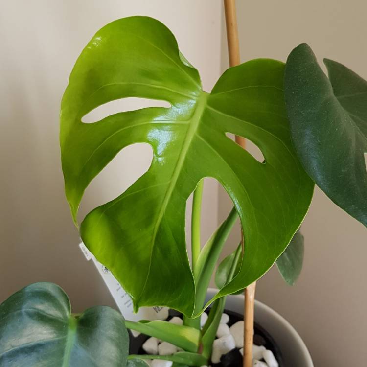 plant image 1193340
