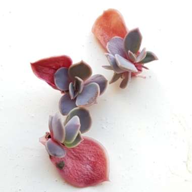 Echeveria Purple Pearl