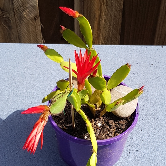plant image 1198832