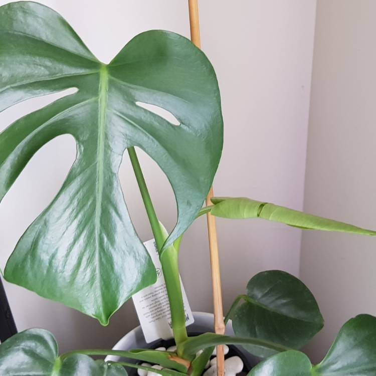 plant image 1210064