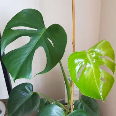 Monstera deliciosa
