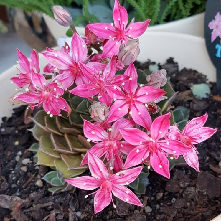 Plant image Tacitus Bellus syn.Graptopetalum Bellum