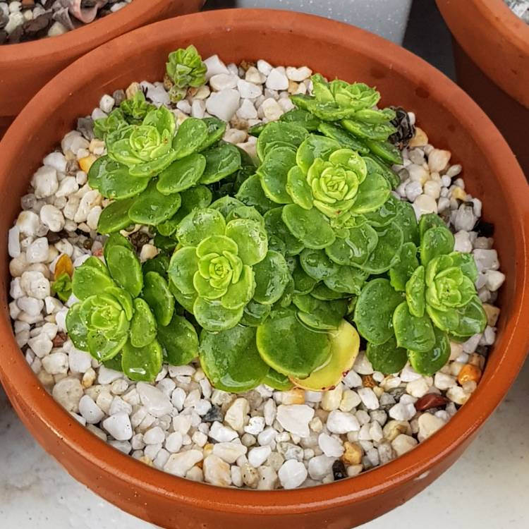 plant image 1217585 plant image 1217585