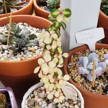 Portulacaria Afra 'Medio-picta'