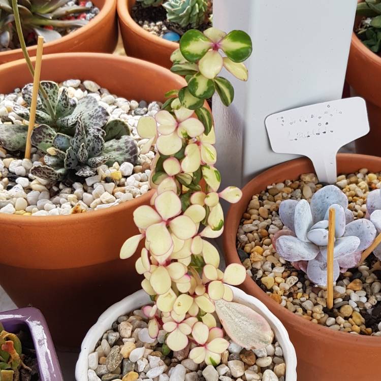 Plant image Portulacaria Afra 'Medio-picta'
