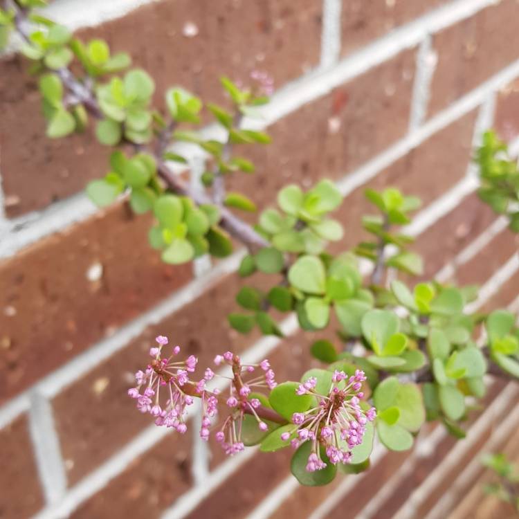 plant image 1219631