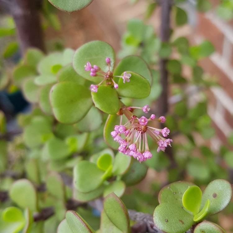 plant image 1219633