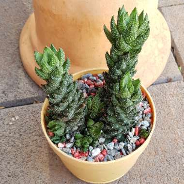 Haworthiopsis coarctata var. adelaidensis syn. Haworthia coarctata var. adelaidensis