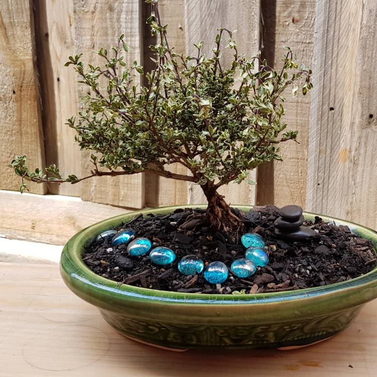 plant image 1222180