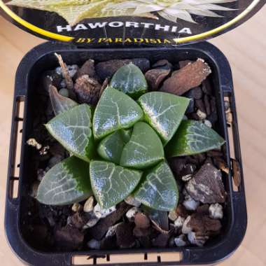 Haworthia Bayeri