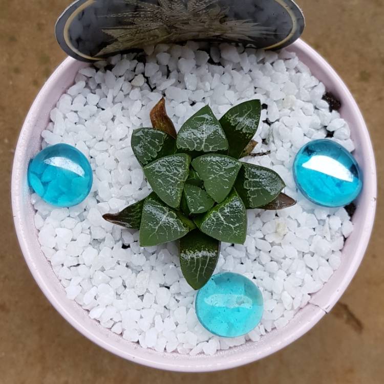Plant image Haworthia Bayeri