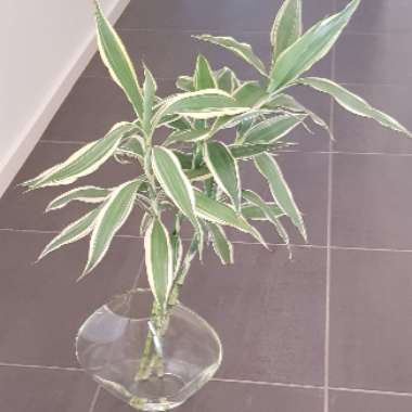 Dracaena Sanderiana