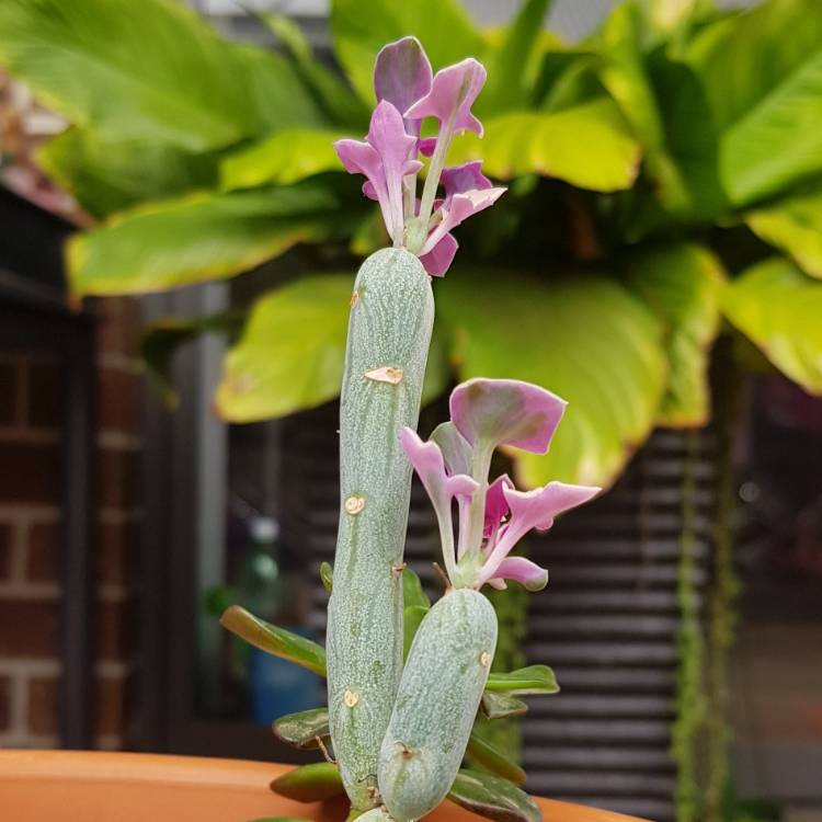 plant image 1237167 plant image 1237167
