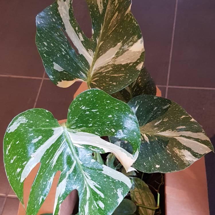 Plant image Monstera deliciosa 'Thai Constellation'
