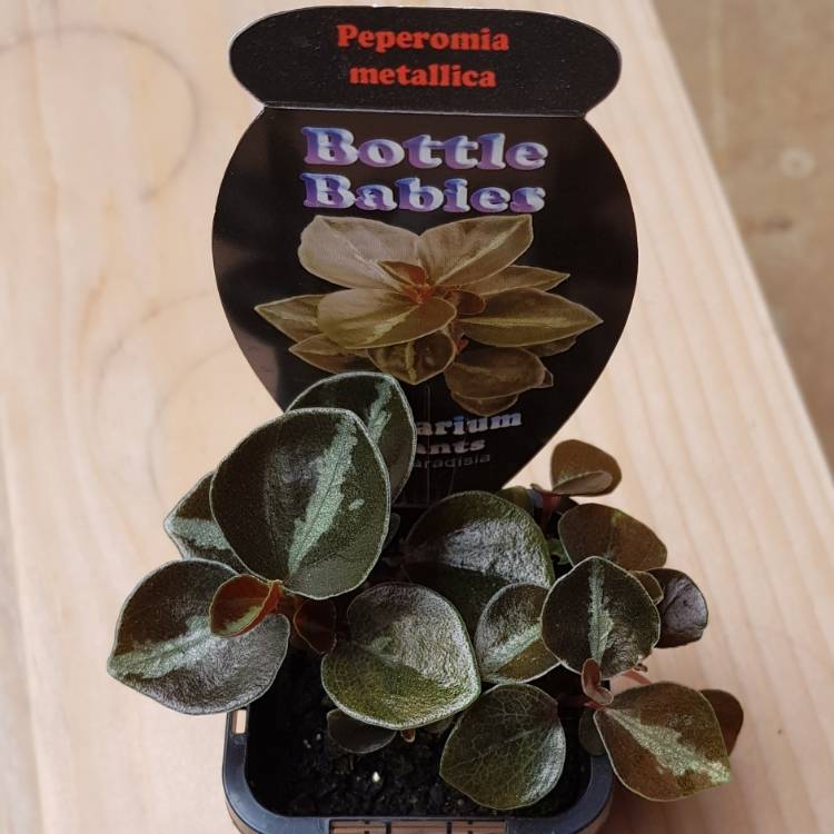 Plant image Peperomia Metallica V. Columbiana