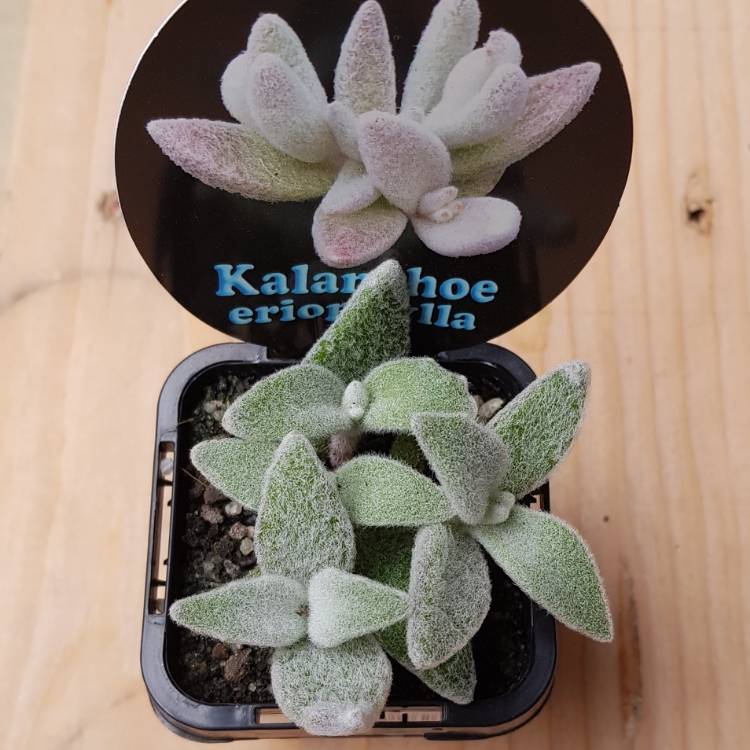 Plant image Kalanchoe eriophylla