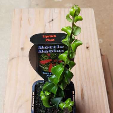 Aeschynanthus 'Twister'