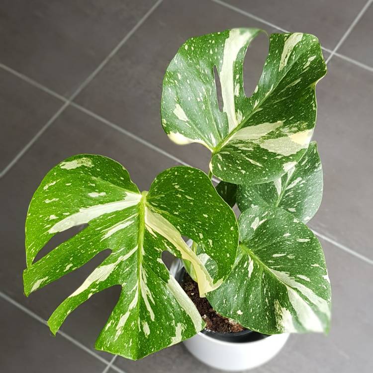 plant image 1238874