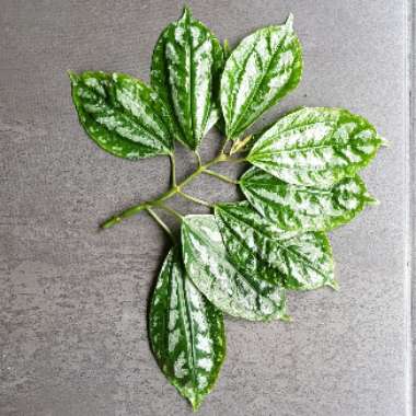 Pilea cadierei