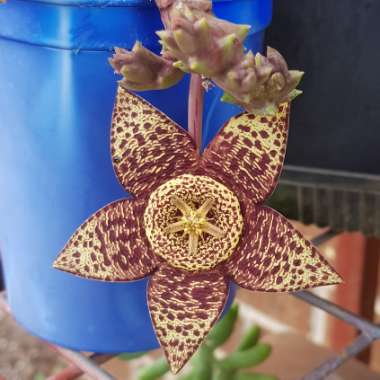 Stapelia
