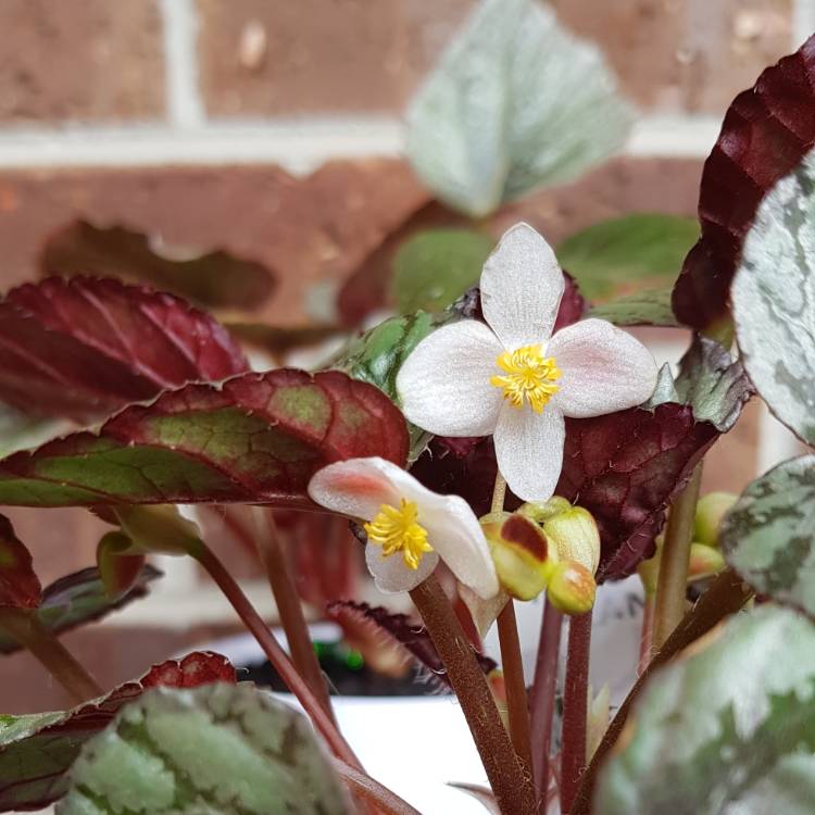 Plant image Begonia (Rex Cultorum Group) 'Artic Breeze' syn. Begonia rex 'Artic Breeze', Begonia rex 'Arctic Breeze'