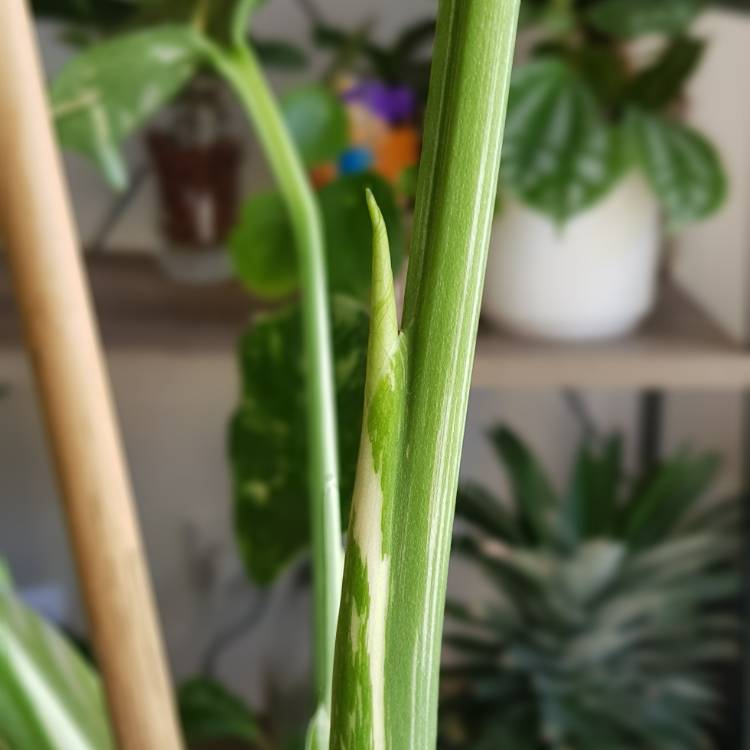 plant image 1258276