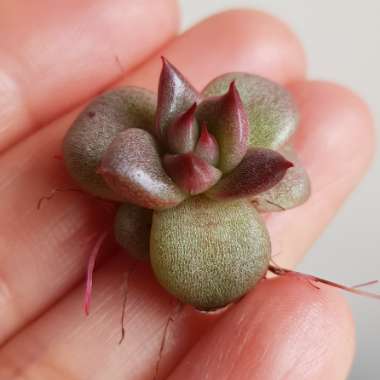 Echeveria Agavoides Romeo