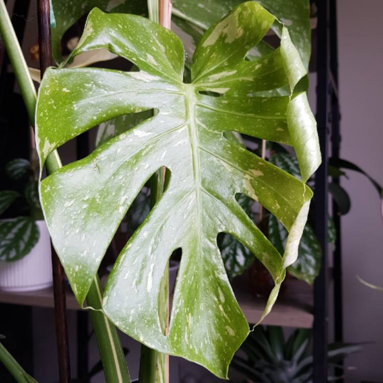plant image 1287876