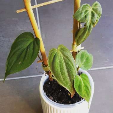Philodendron micans