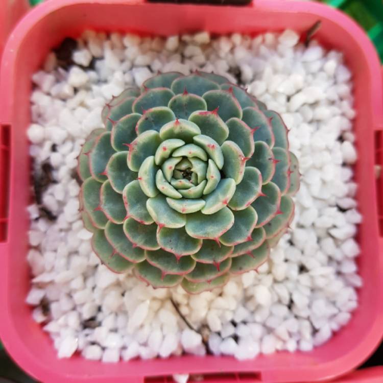 plant image 1327222