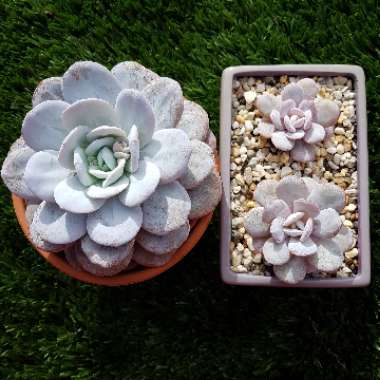 Echeveria laui