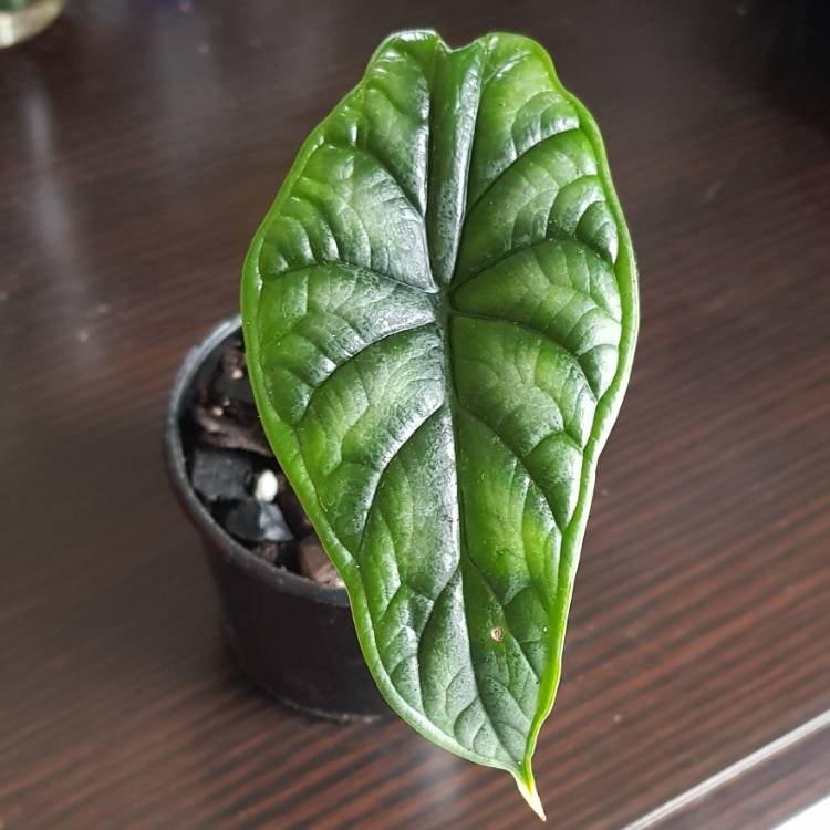 Plant image Alocasia baginda 'Dragon Scale'