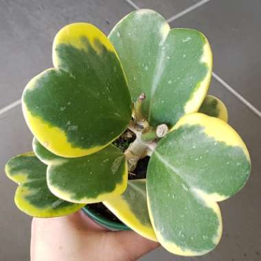 Hoya kerrii 'Albomarginata'