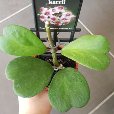 Hoya kerrii