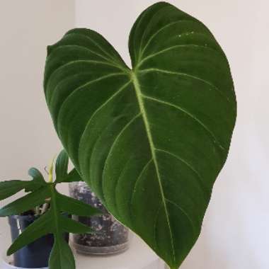 Philodendron