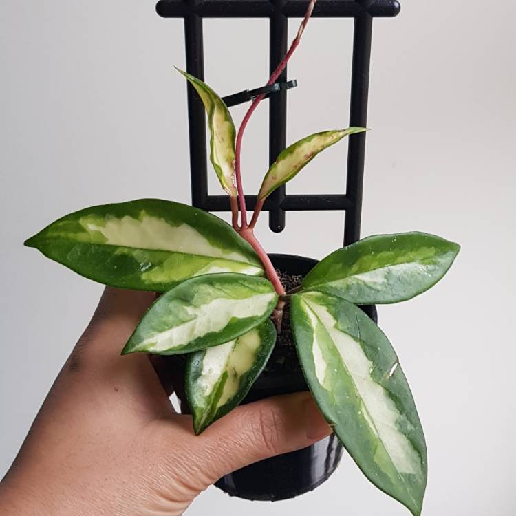 Plant image Hoya carnosa 'Krimson Princess' syn. Hoya carnosa 'Rubra'