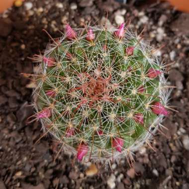Mammillaria zeilmanniana