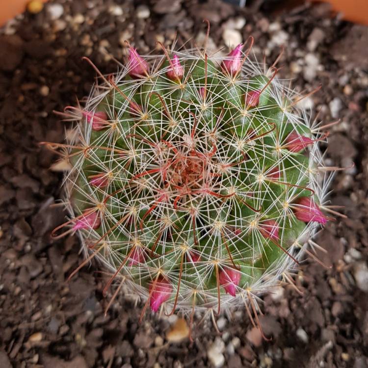 plant image 851102 plant image 851102
