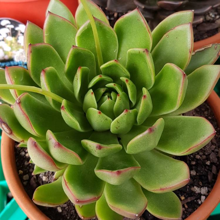 plant image 852454 plant image 852454