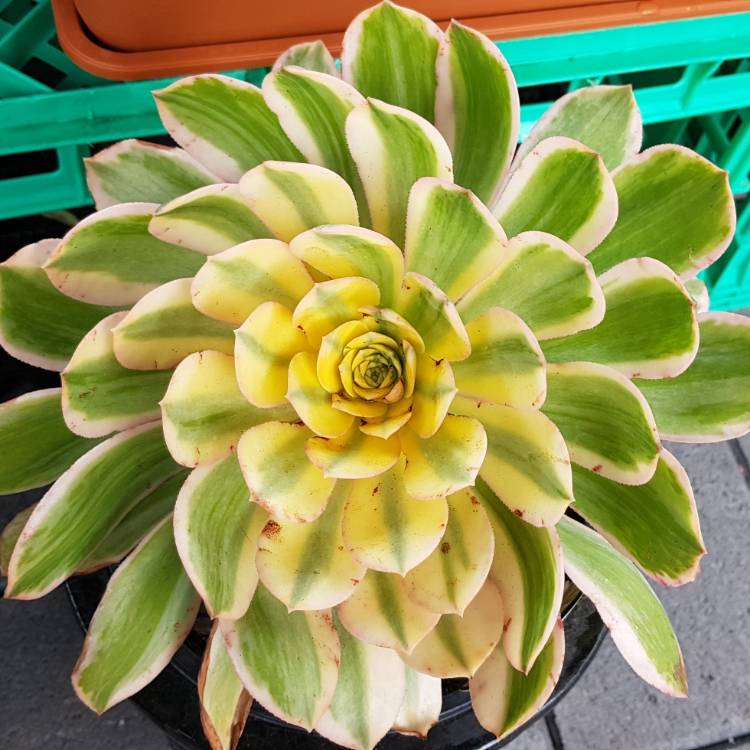 plant image 852455