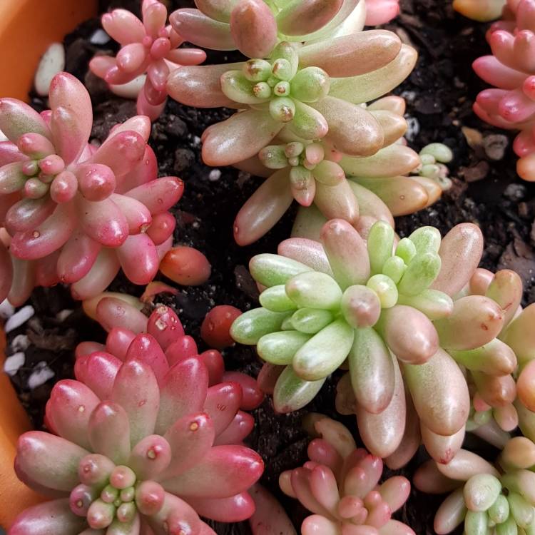 plant image 867577 plant image 867577