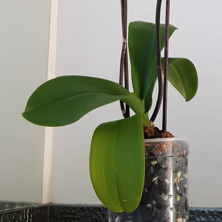 plant image 876726 plant image 876726