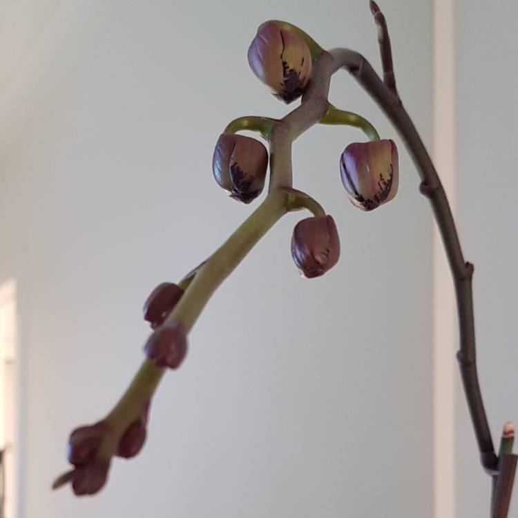 plant image 876728 plant image 876728