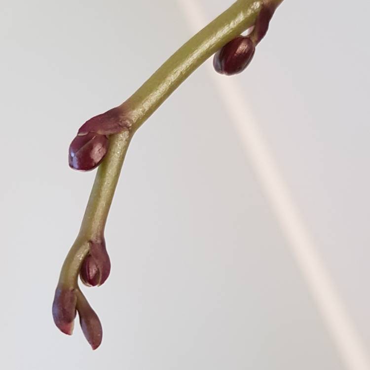 plant image 876732 plant image 876732