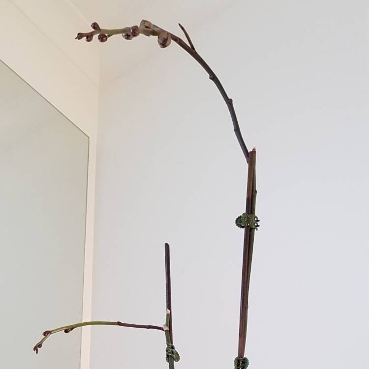 plant image 876733 plant image 876733