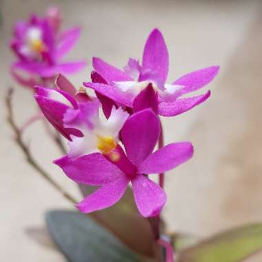 Epidendrum