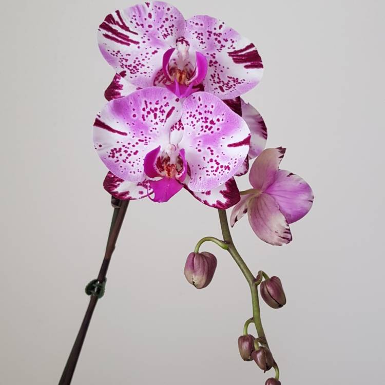 plant image 889899 plant image 889899