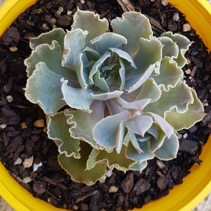 plant image 893966
