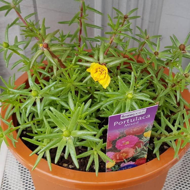 plant image 899336 plant image 899336