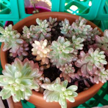 Sedum Rubrotinctum 'Aurora'